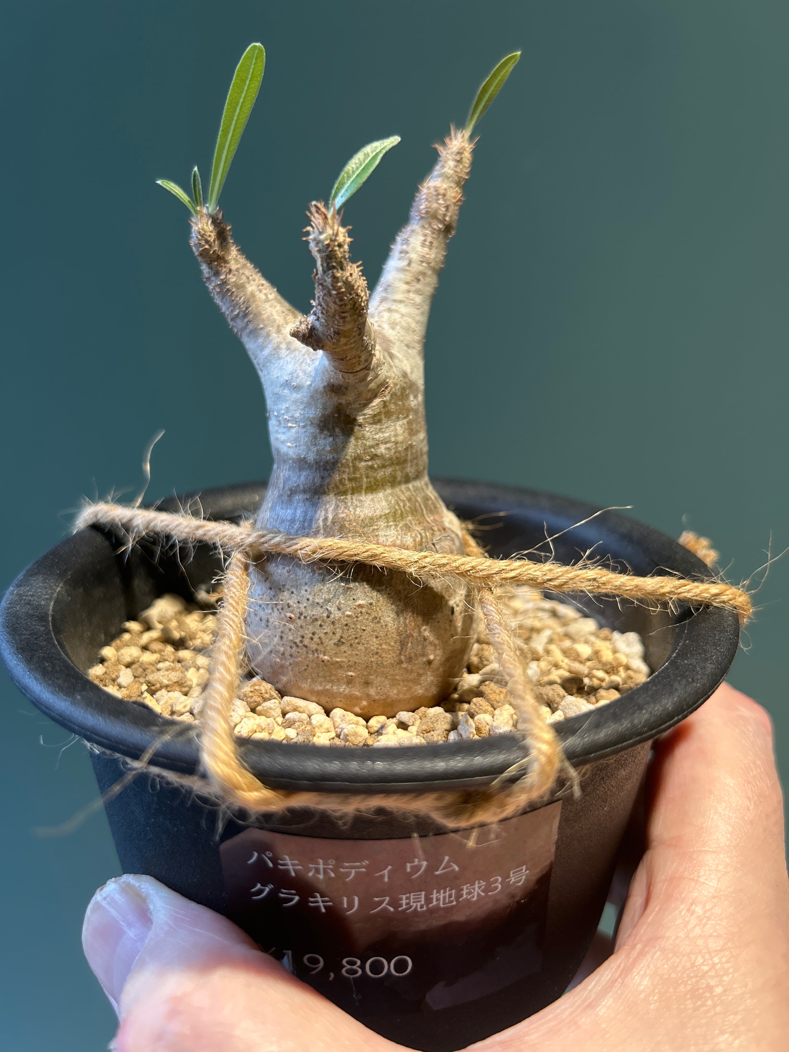 アデニウム モンスター5号 | 植物との暮らし apricot