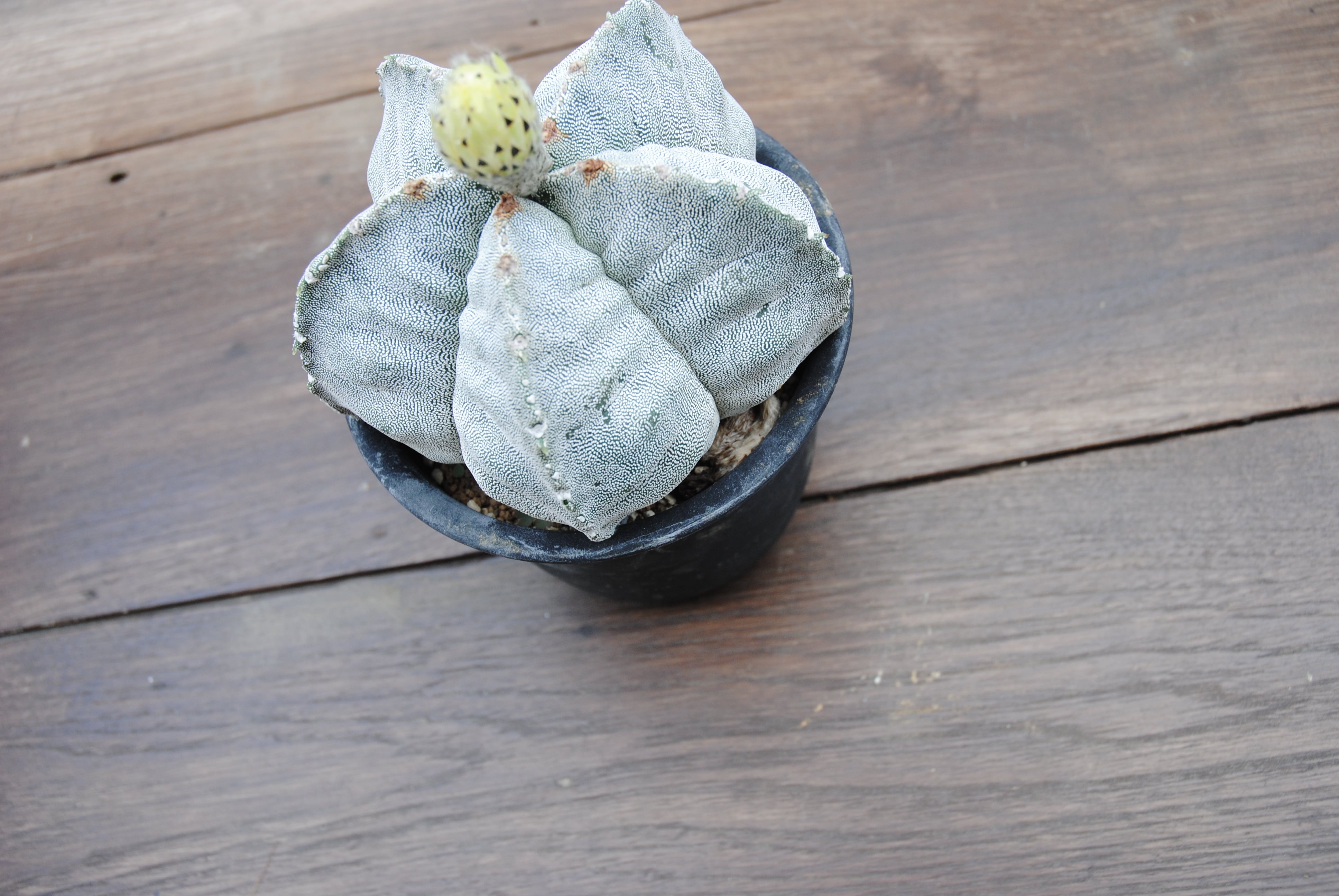 Astrophytum myriostigma ランポー玉 肋骨タイプ サボテン | plants