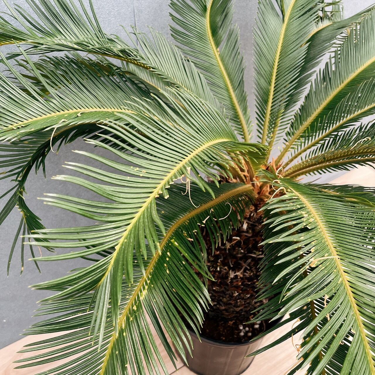 現品］☆おすすめ☆ A1 ソテツ 10号 観葉植物 大型 屋外 綺麗 幹太