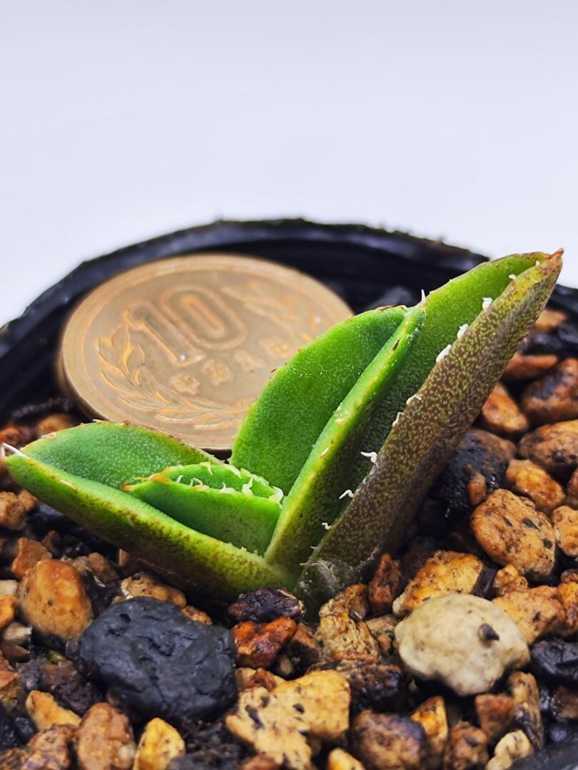 ぶつぶつフェア【鉢ごと発送】選抜株 アガベ チタノタ 蚩尤 オリジナル