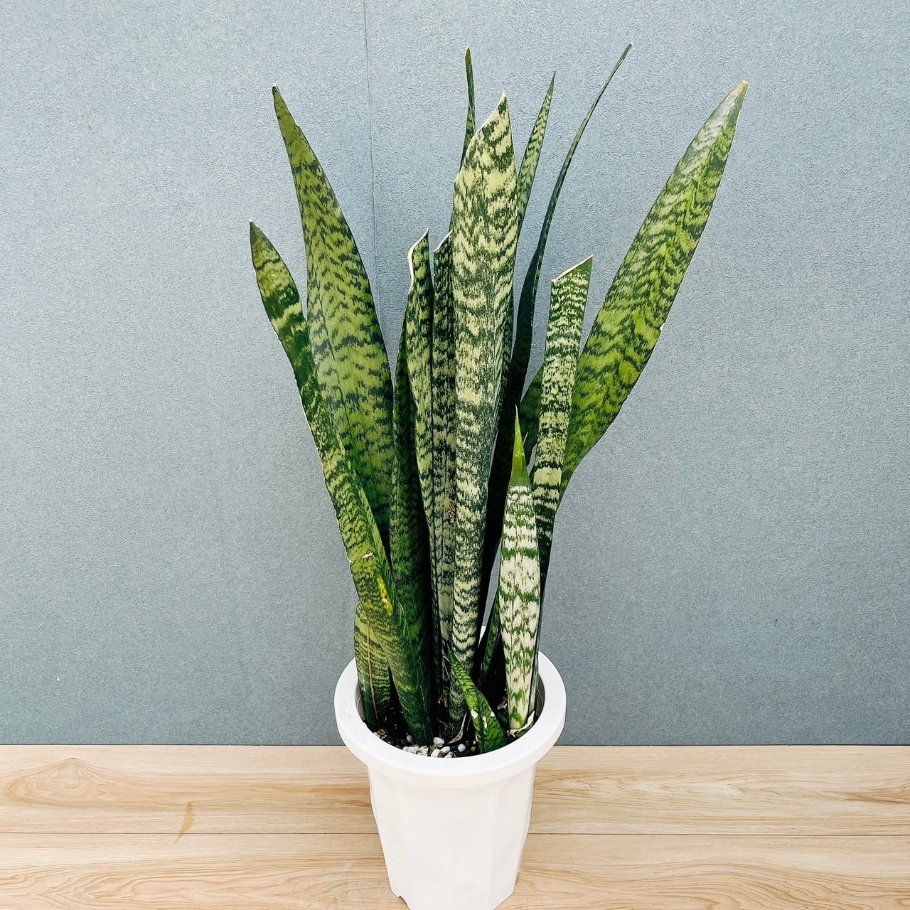 現品］【希少】30番 クワズイモ 斑入り 8号 白斑 観葉植物 室内 レア