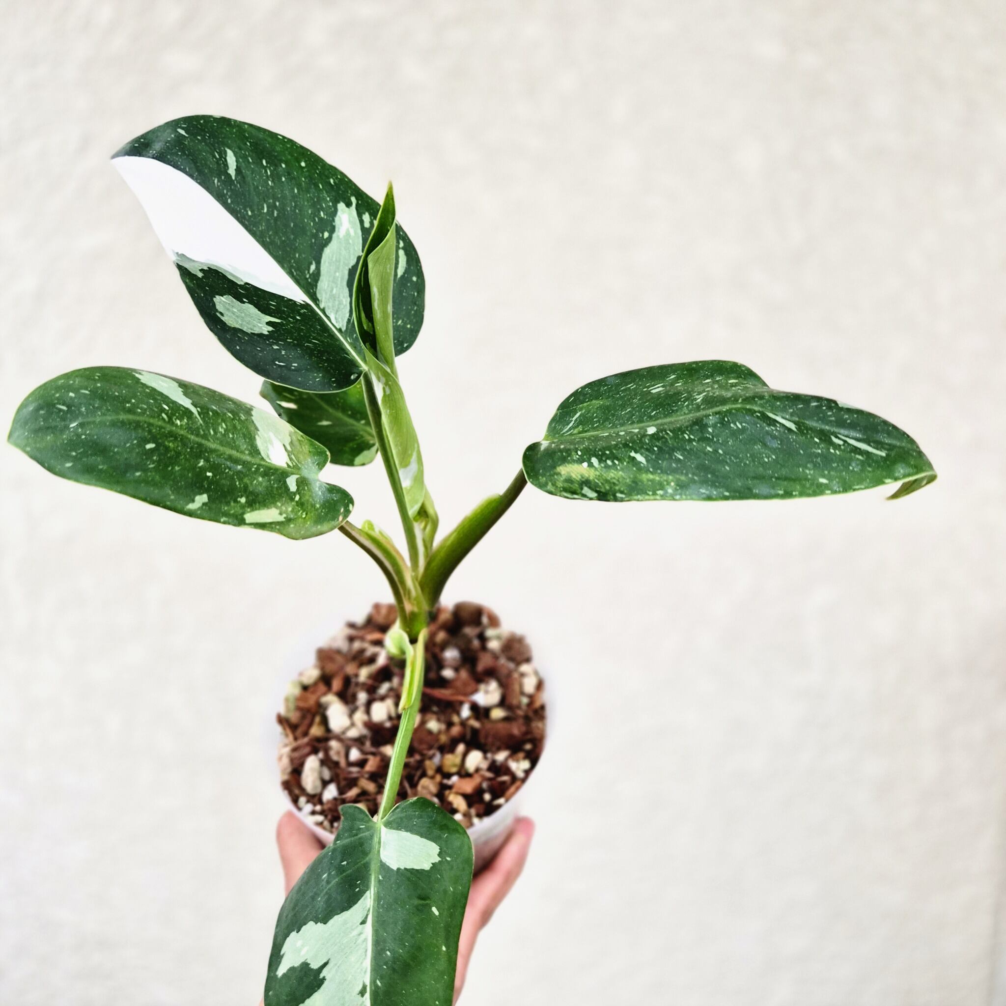 〔フィロデンドロン・ホワイトウィザード〕Philodendron White wizard 斑入り 観葉植物