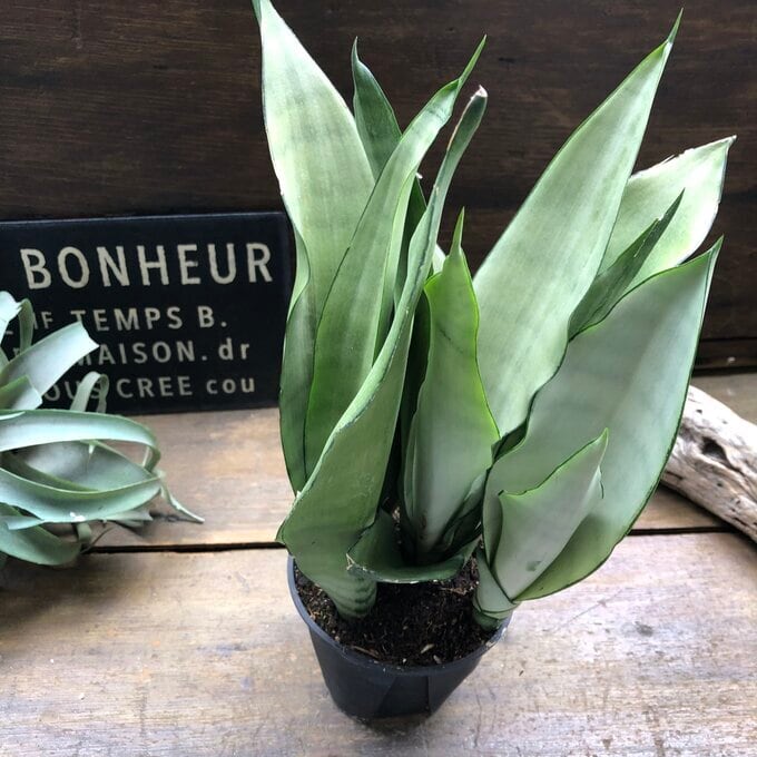 ムーンシャイン 5号 超希少 サンスベリア 観葉植物 空気清浄 | 植物の