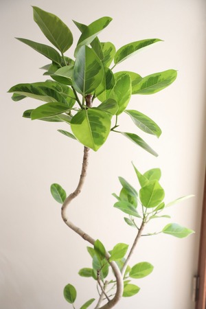 【L】【渋谷区周辺エリア/配送料無料】【160cm】フィカス アルテシマ/Ficus Altissima　※鉢カバー別