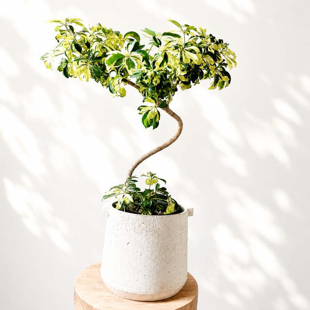 【華やかに彩る】カラジウム 観葉植物 calm cafe