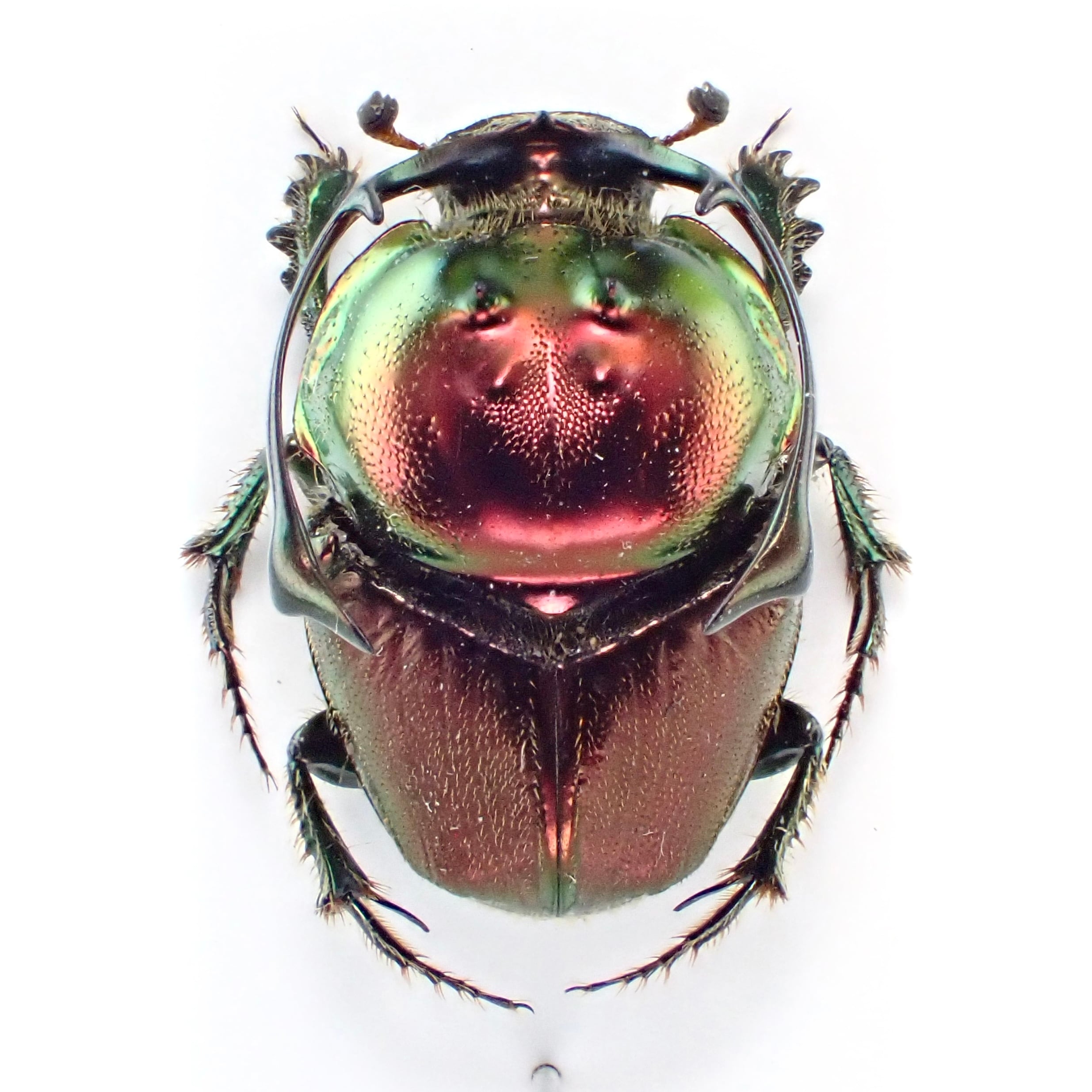 タンザニア産 Proagoderus rangifer ♂ 12mm XL | 昆虫標本 Diggers