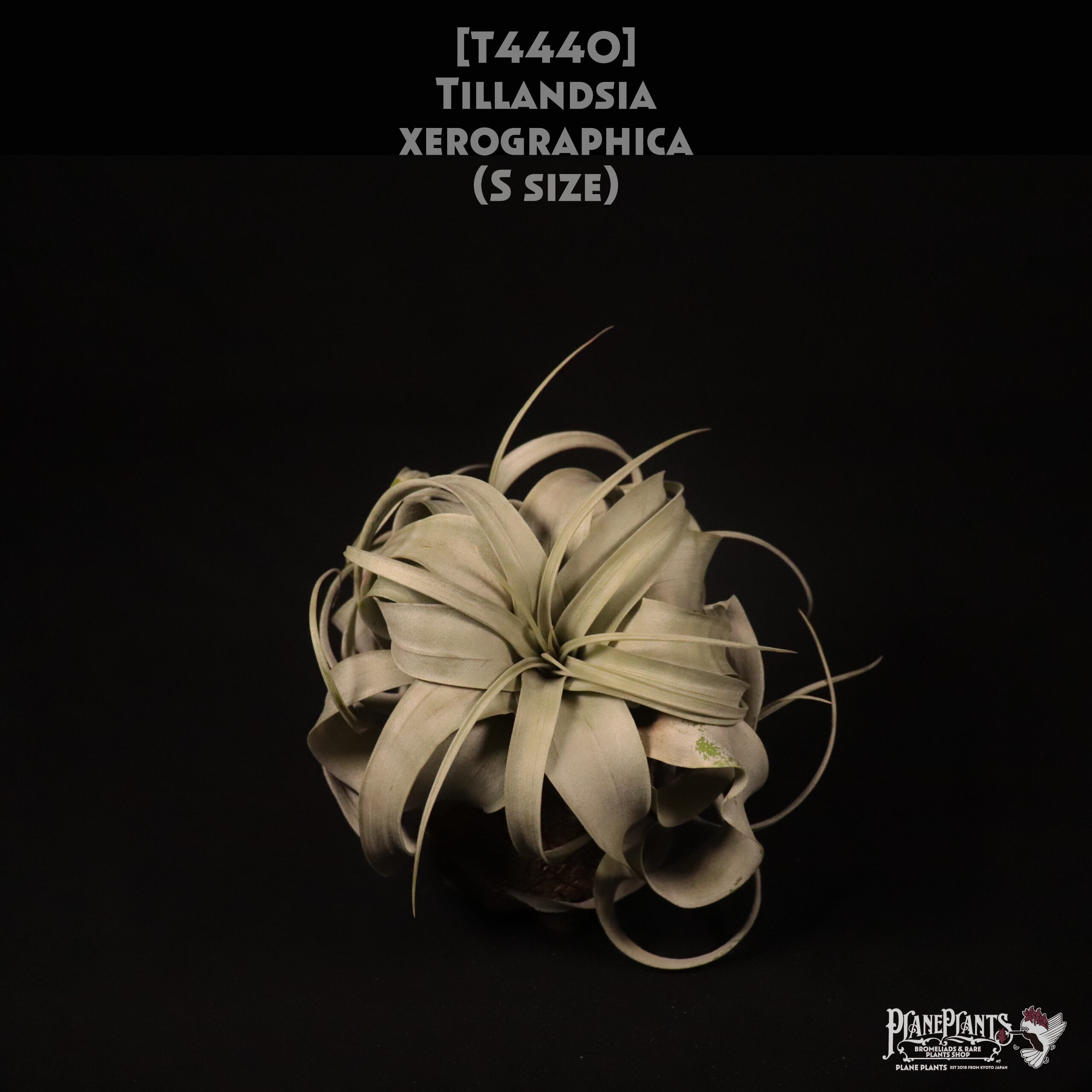 【送料無料】xerographica S〔エアプランツ〕現品発送T4440