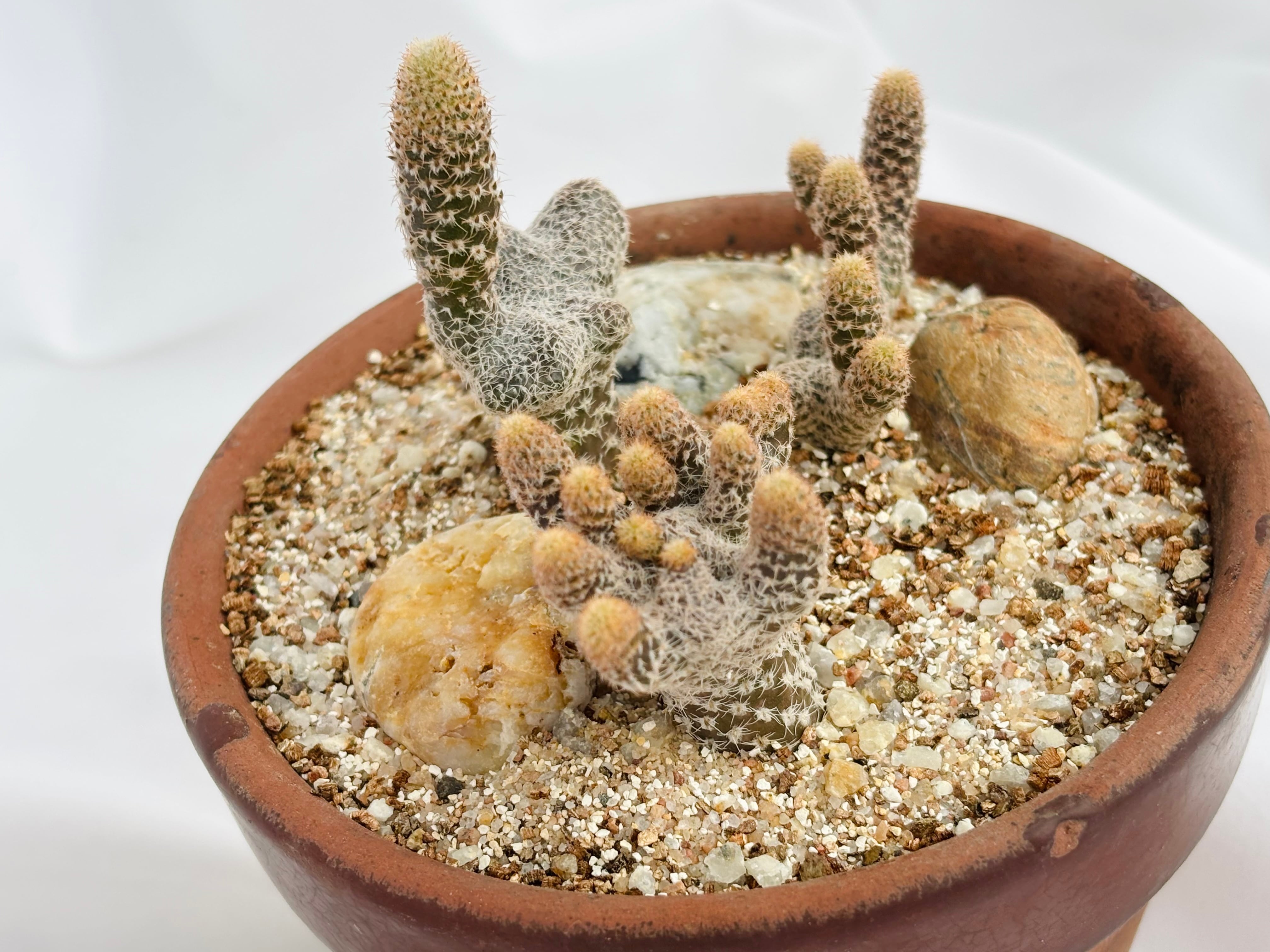 Puna clavarioides クラバリオイデス 茸団扇 白鶏冠 サボテン | plants