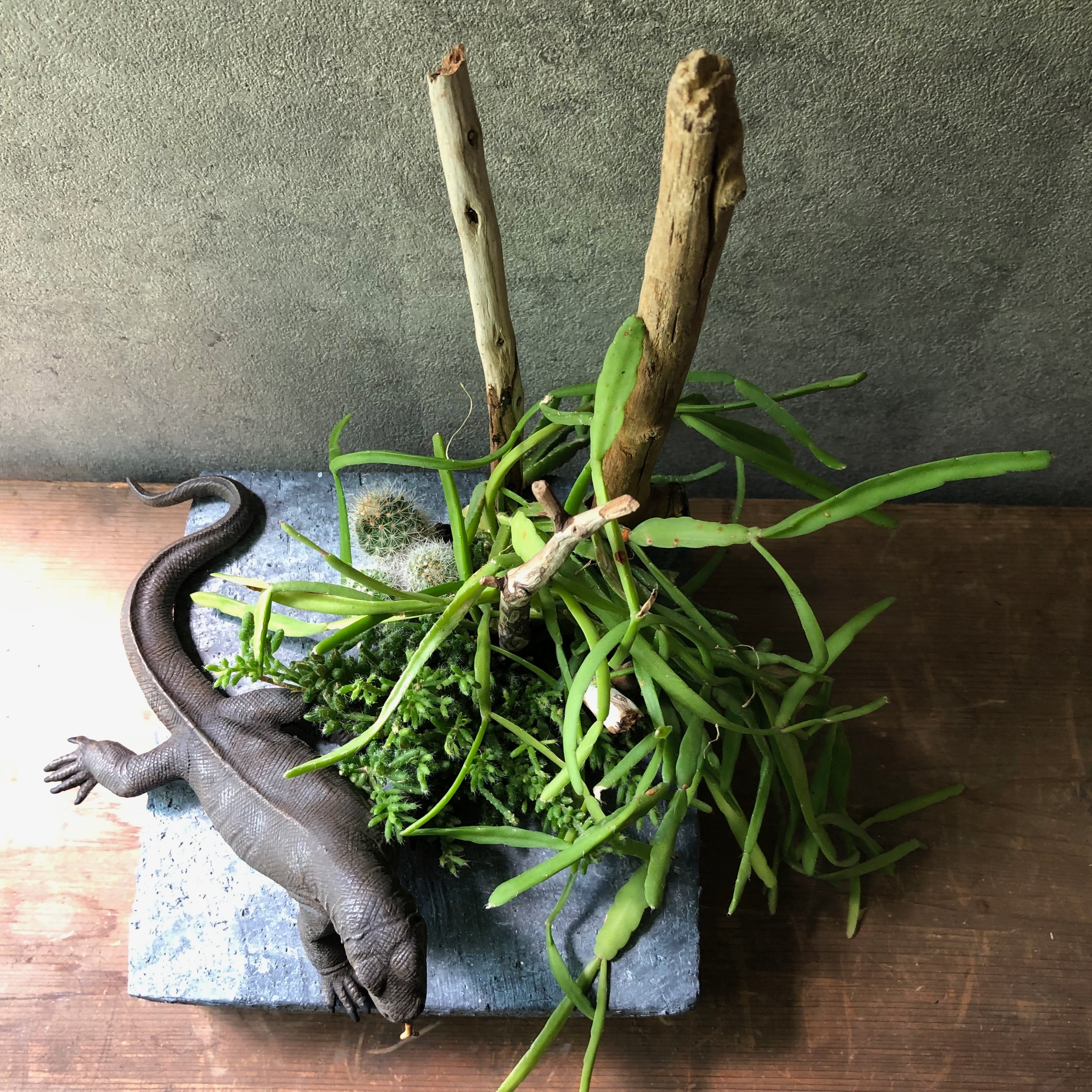 Komodo dragon コモドドラゴン | SABOTEN MISSILE