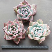 カット苗 ブラックサバス Echeveria 'Black Sabbath'