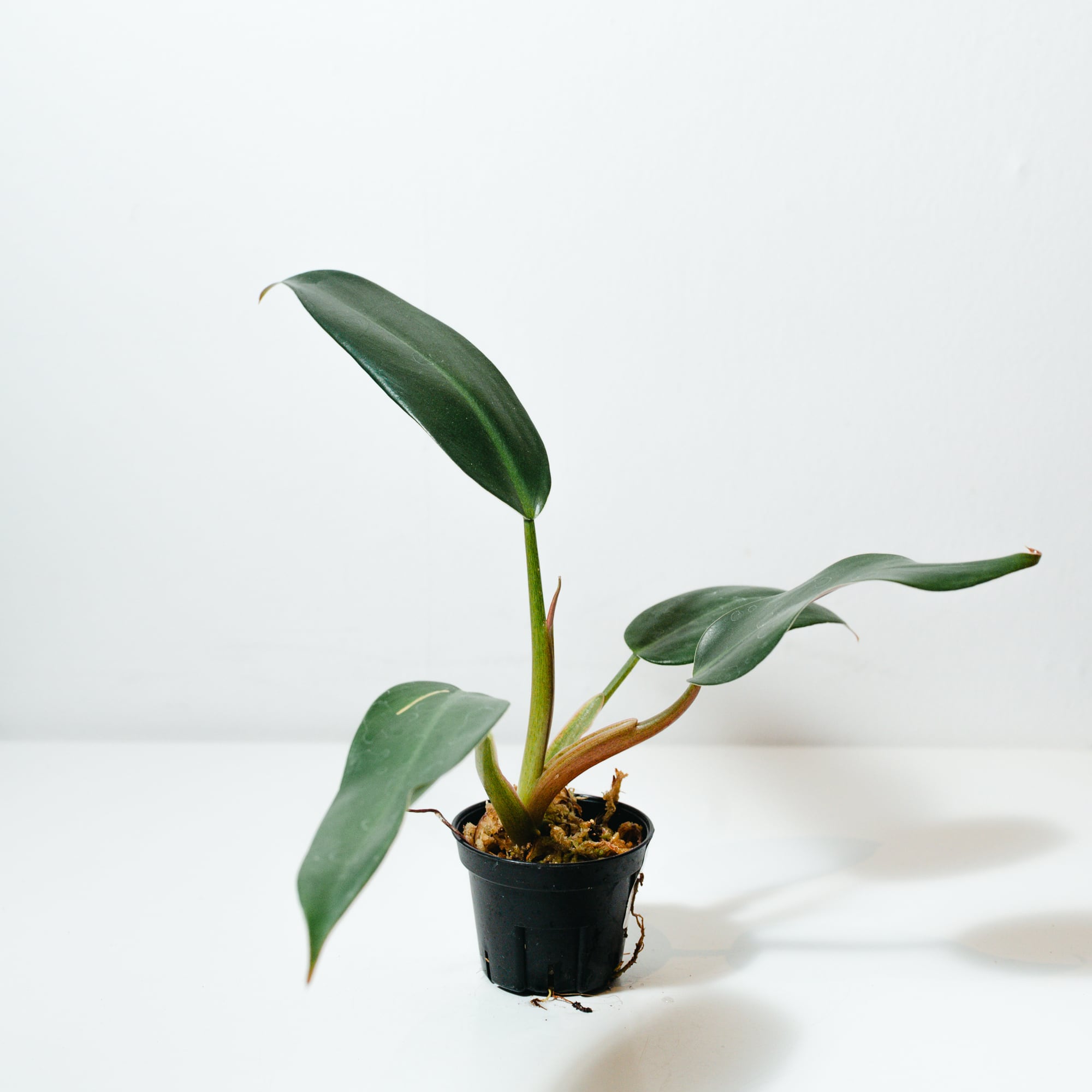 フィロデンドロン（Philodendron） | MERAKI
