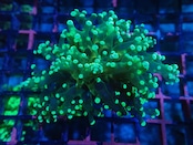 ParaDivisa Grafted 4