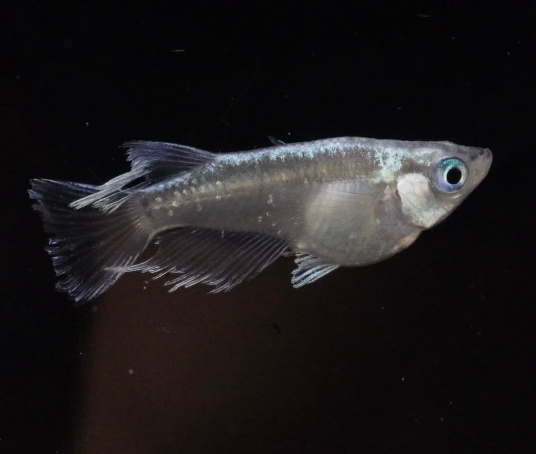 めだか | 西郷めだか