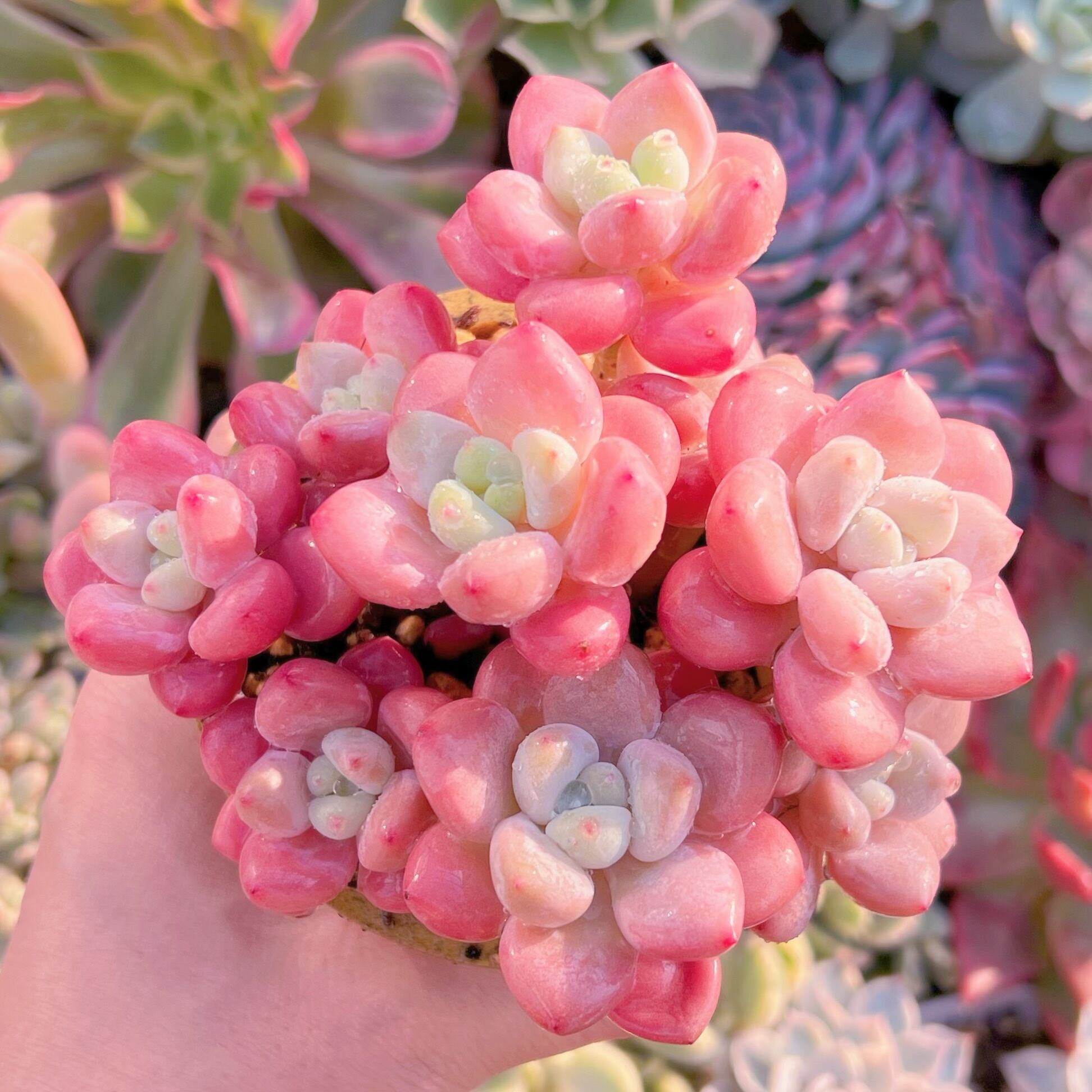 現品　マカロン#1175   るる農園