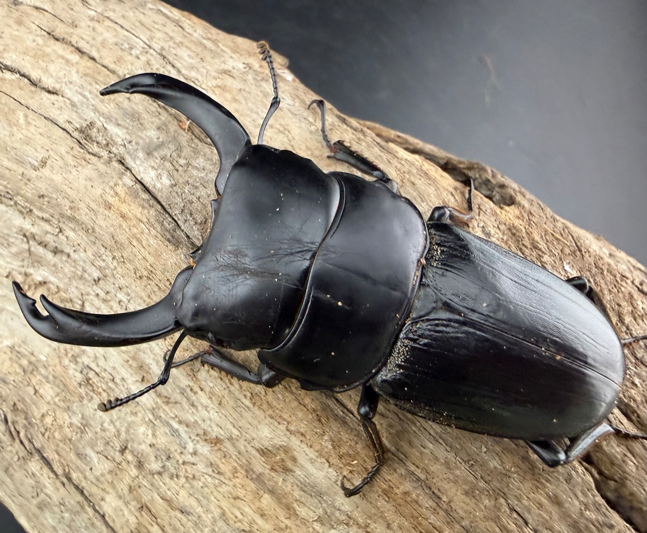 【WD】《ミンダナオパリーオオクワ キダパワン産 71.5mm ペア》