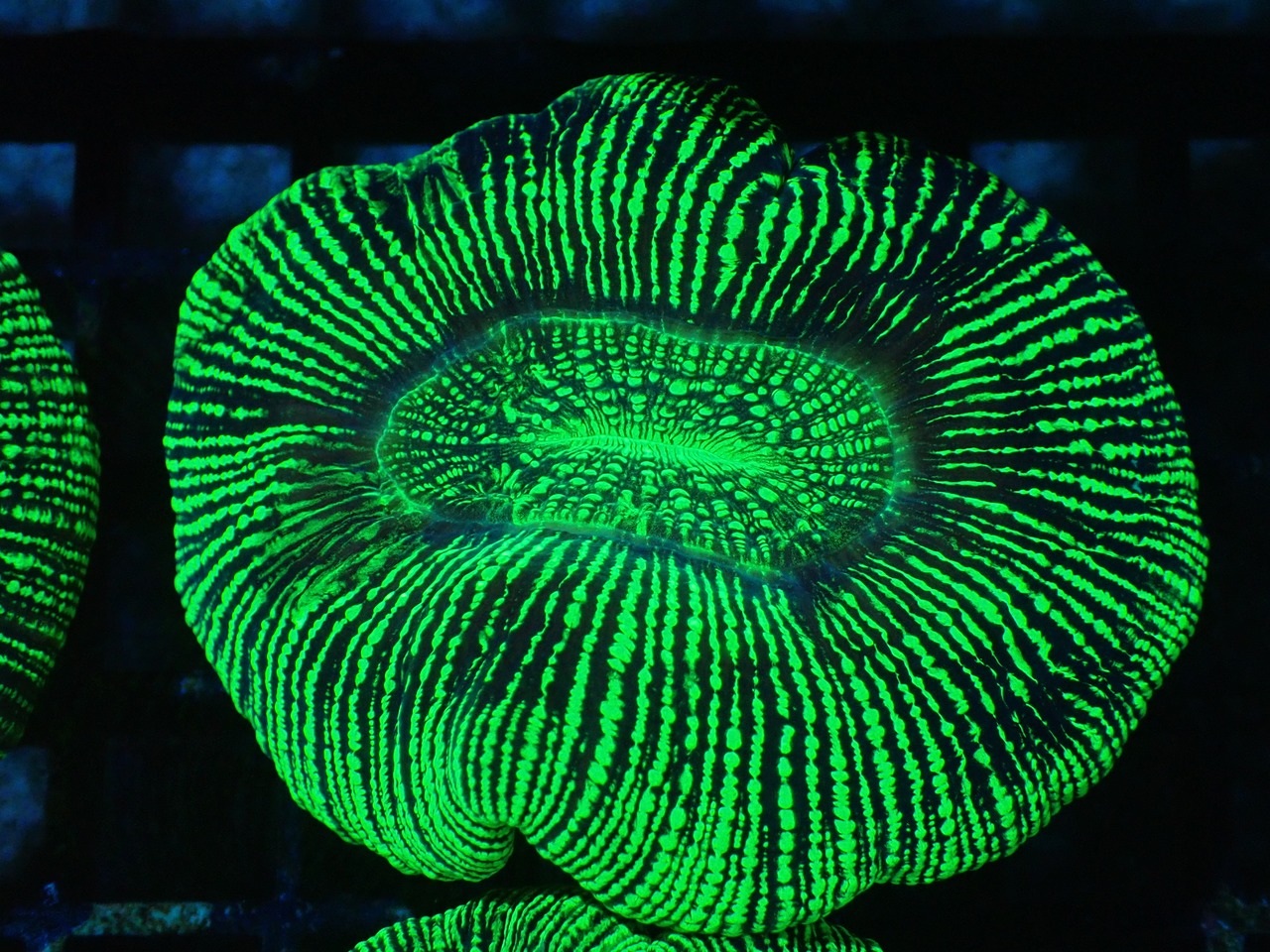 Trachyphyllia geoffroyi "Neon Stripes" 12