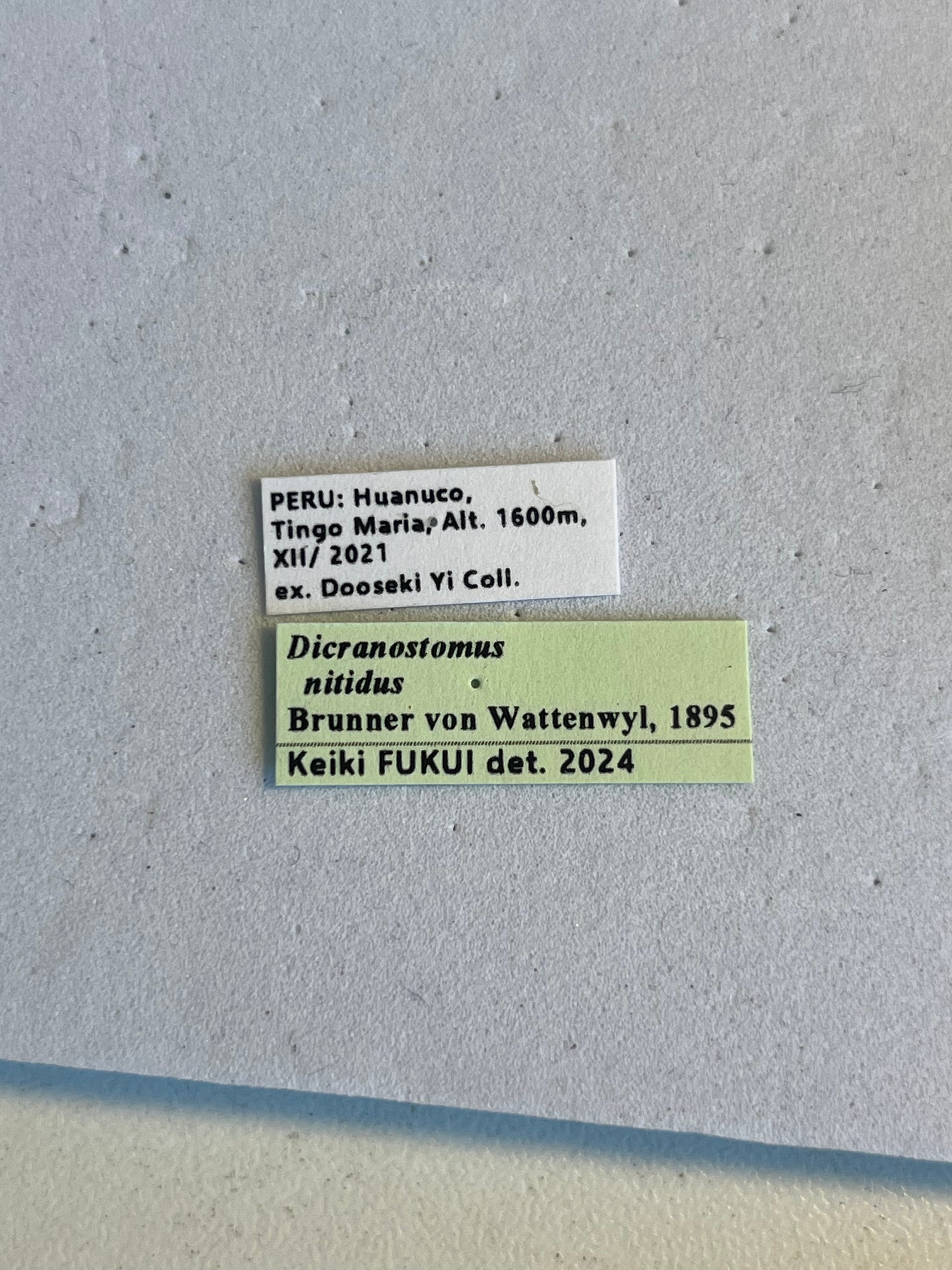 極美展足】クワガタキリギリス 化け物キリギリス 昆虫標本 ウェタ