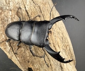 【WD】《ネバービスカヤヒラタ NV.ベランセ産 75mmペア》