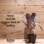 【送料無料】Aechmea chantinii 'Black Ice' seedling〔エクメア〕現品発送A0050