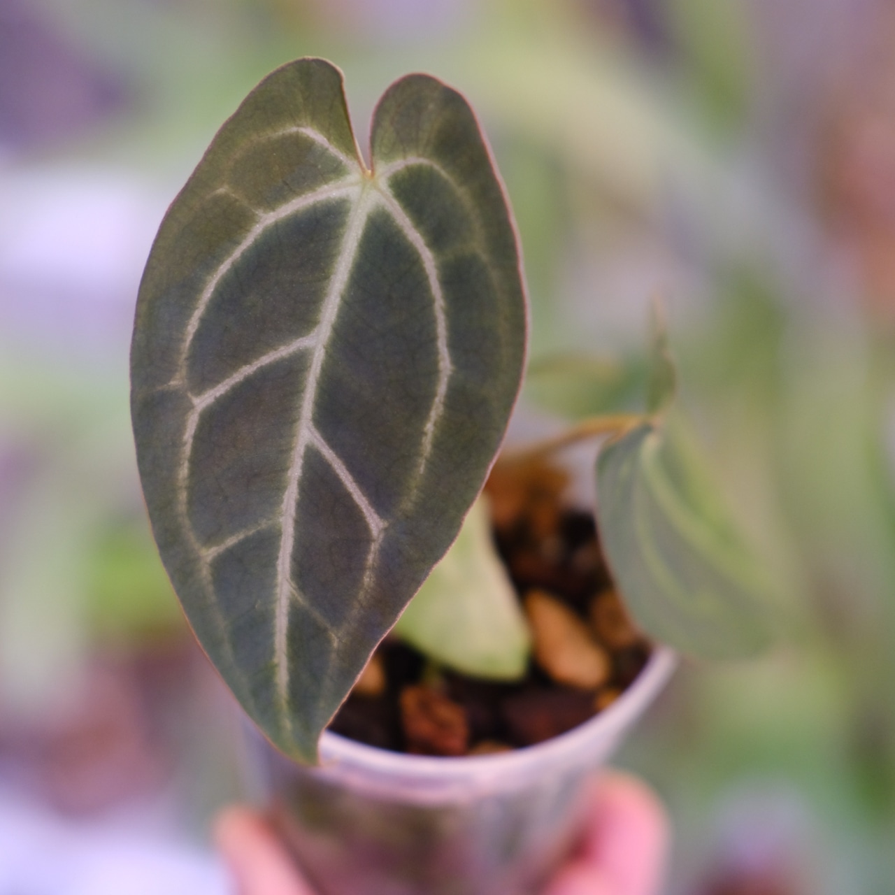 Anthurium carlablackiae × Anthurium Red Crystallinum NSE|アンスリウム|観葉植物