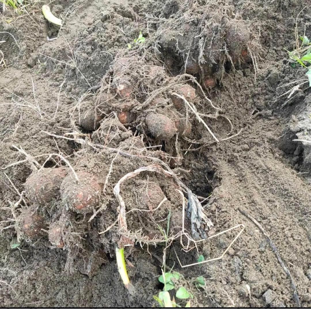 親芋】黄金里芋 おんな芋 宅急便 30kg さといも サトイモ 山芋 親芋】黄金里芋 おんな芋 宅急便 30kg さといも サトイモ 山芋