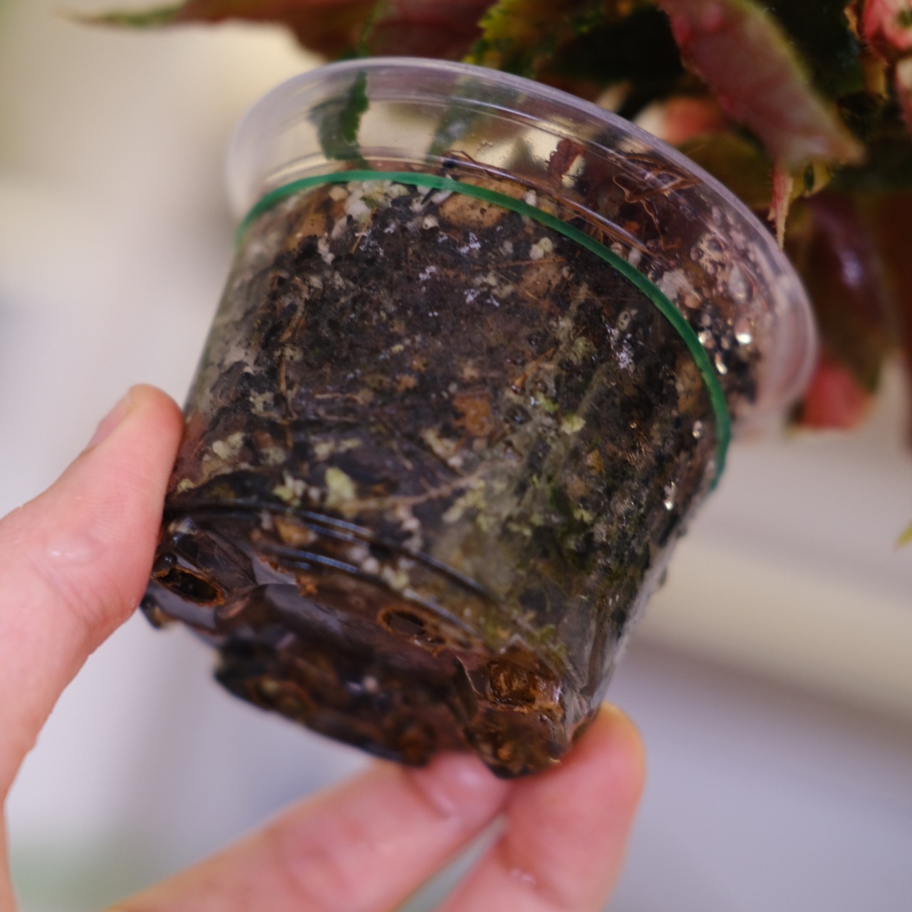 Begonia ginny galaxy│ベゴニア ジニー ギャラクシー⑦│観葉植物