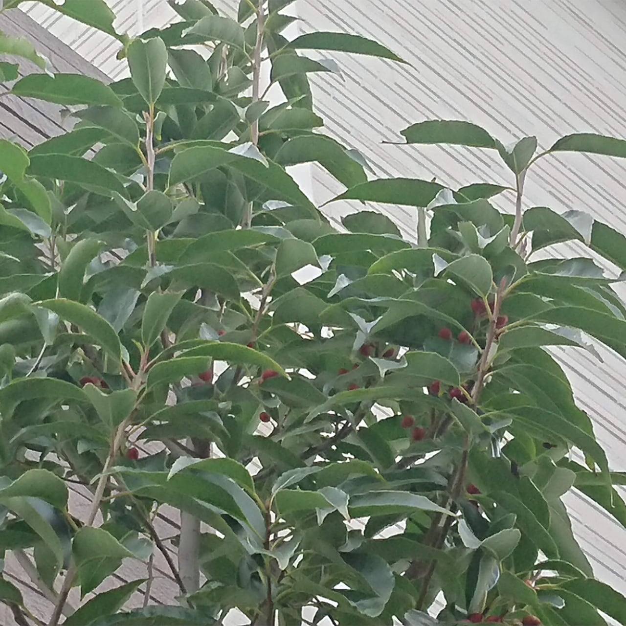 ナナミノキ 株立ち / 寄せ株（地植え・ポット） | 連大植木