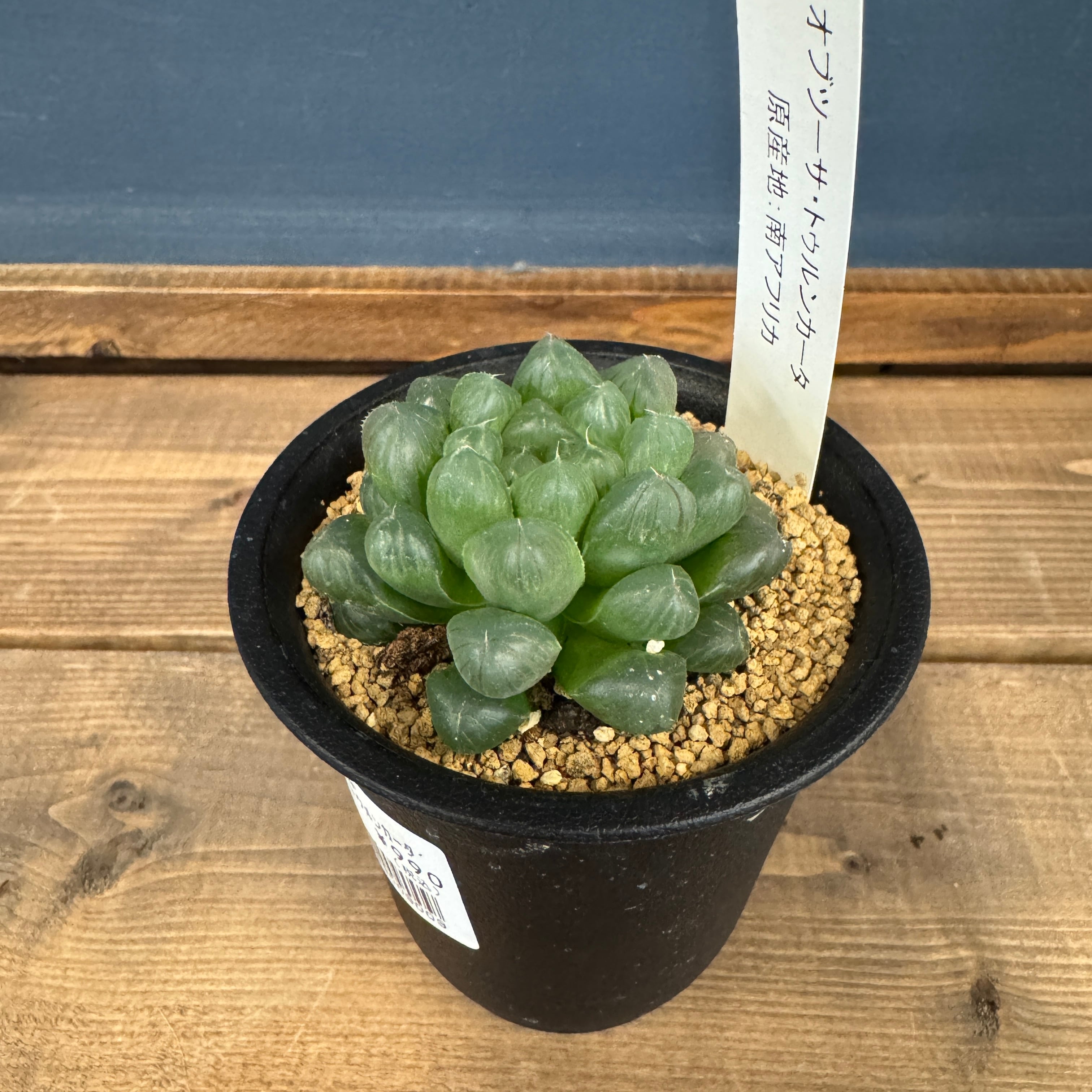 ハオルチア オブツーサ 多肉植物 トゥルンカータ オブツーサ