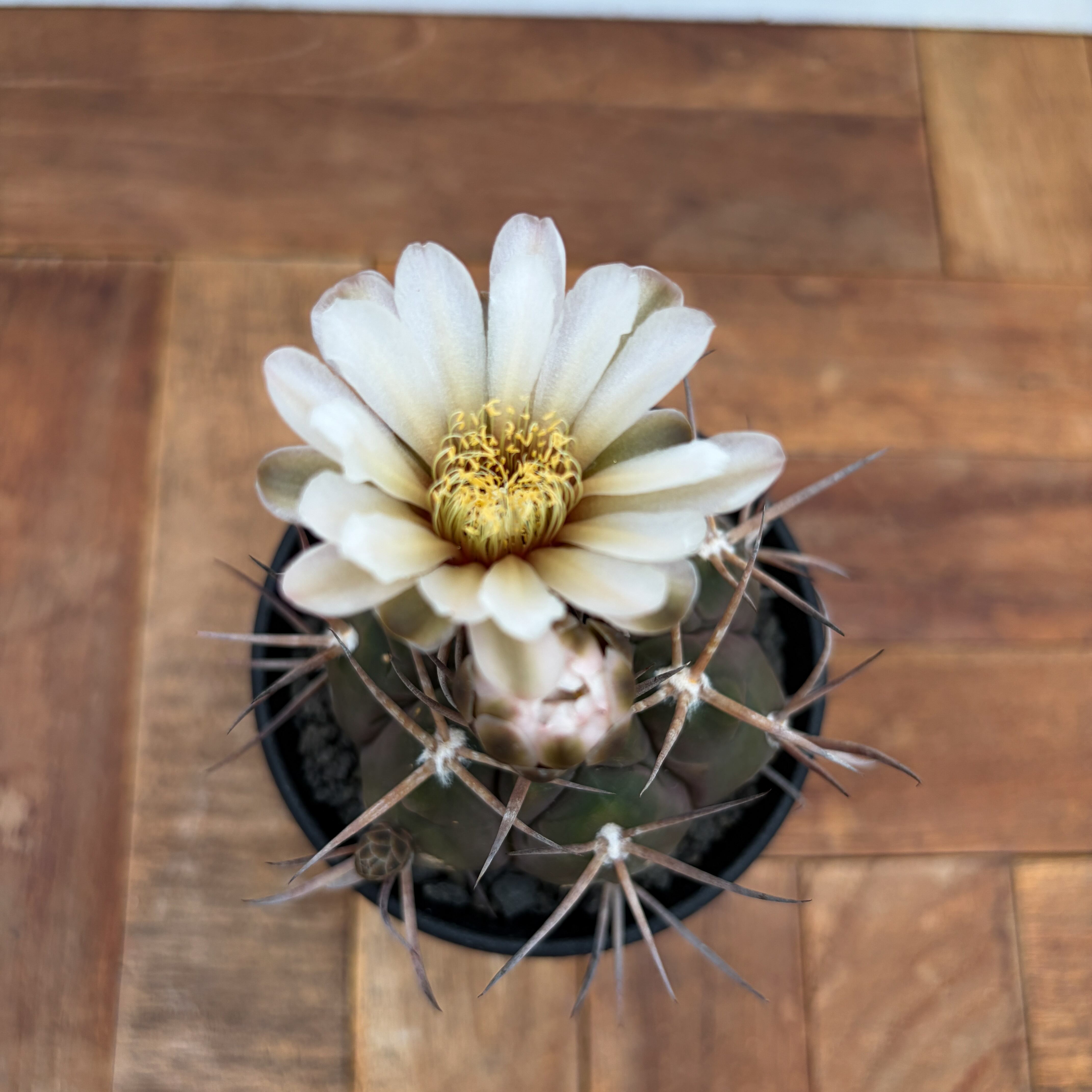 Gymnocalycium mazanense【ギムノカリキウム・守金魔天竜】 | RIMO'S