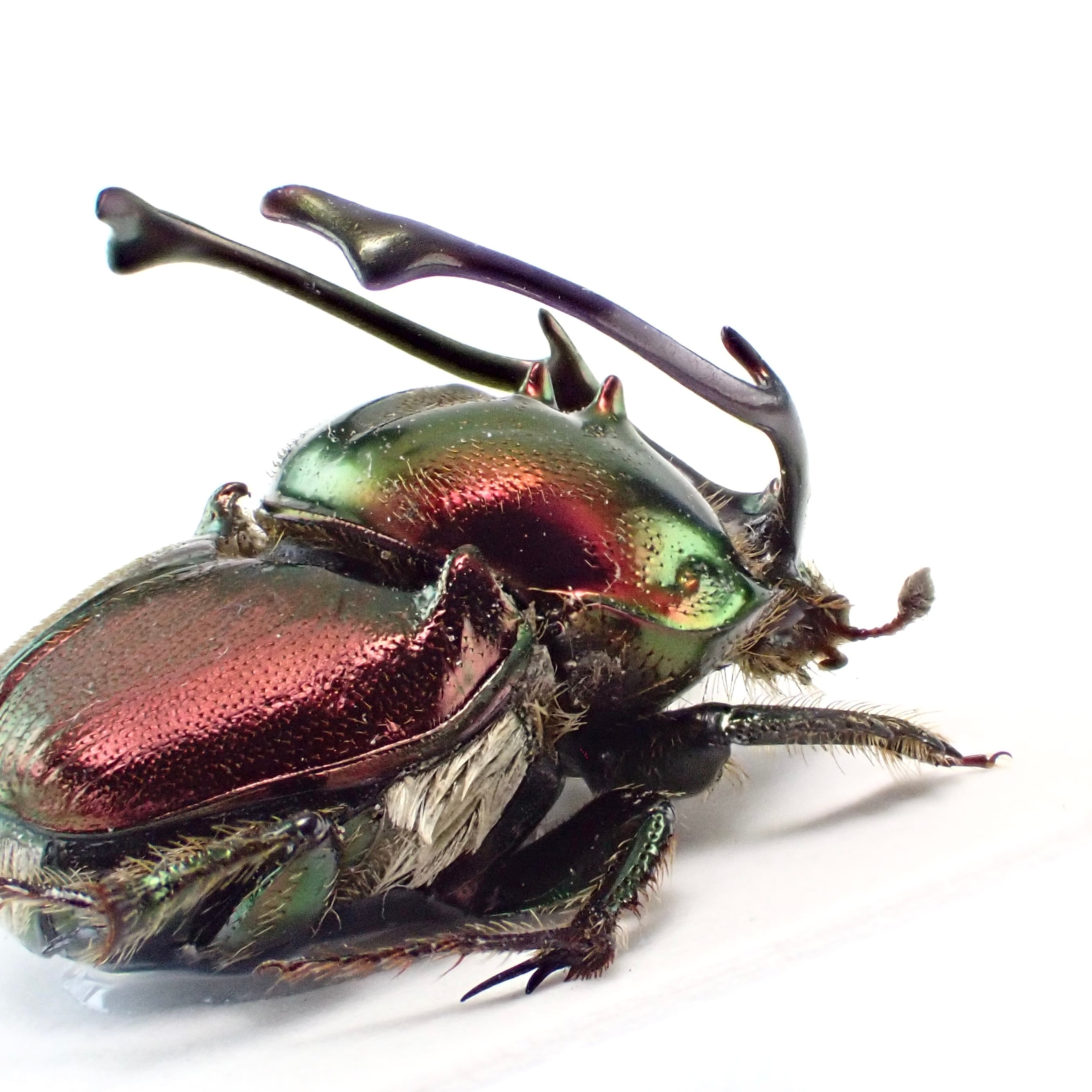 タンザニア産 Proagoderus rangifer ♂ 12mm XL | 昆虫標本 Diggers