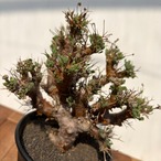 Othonna euphorbioides【オトンナ・ユーフォルビオイデス・実生】