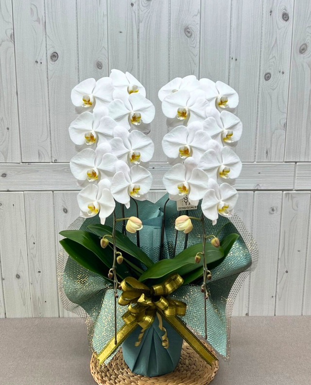 2本立（24輪～26輪程度）　白　　　【気品と清らかさを備えた定番カラー】  上品さと華やかさを両立した、飾りやすい一鉢に仕上げました。 白く品のある胡蝶蘭ですので、開店祝いや個人の贈り物にもぴったりです。