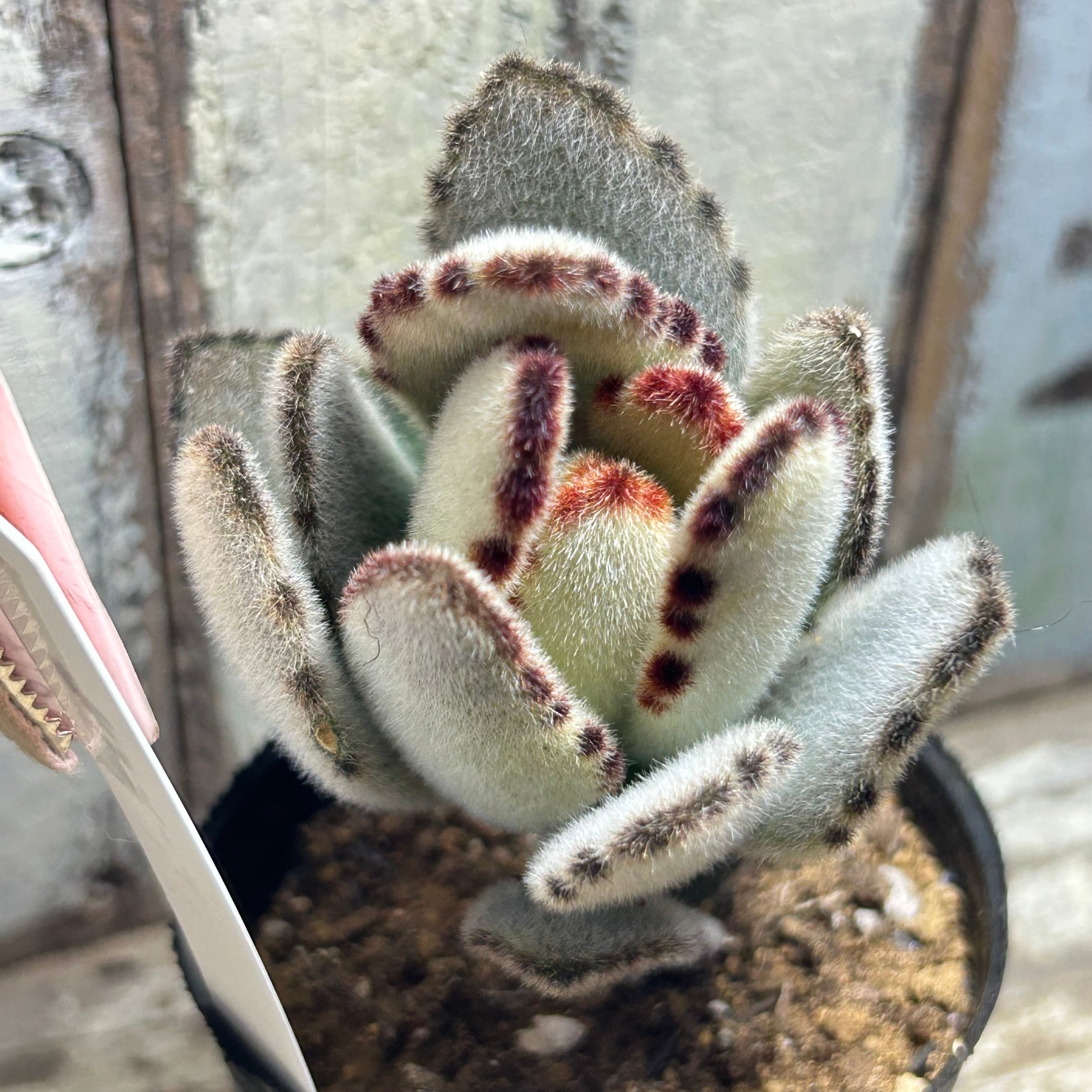 多肉植物 | RuPo 多肉植物専門店