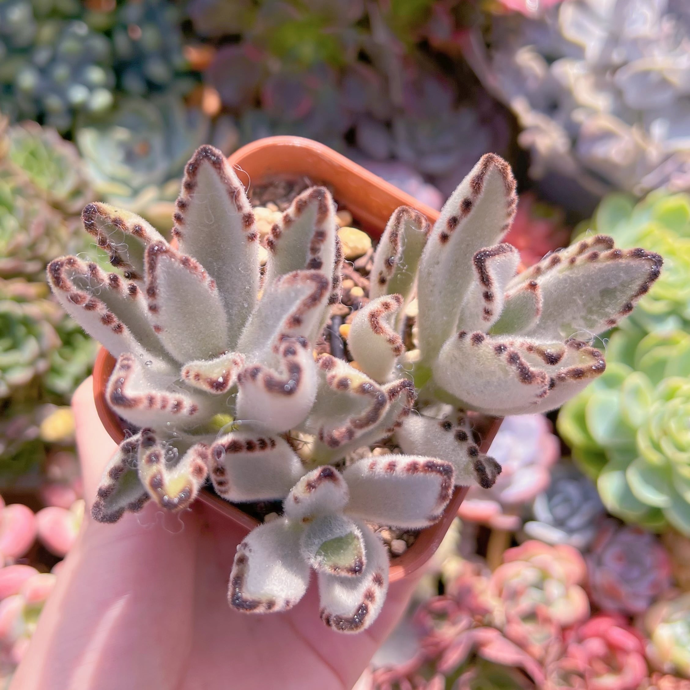 現品　月兎耳#611　るる農園