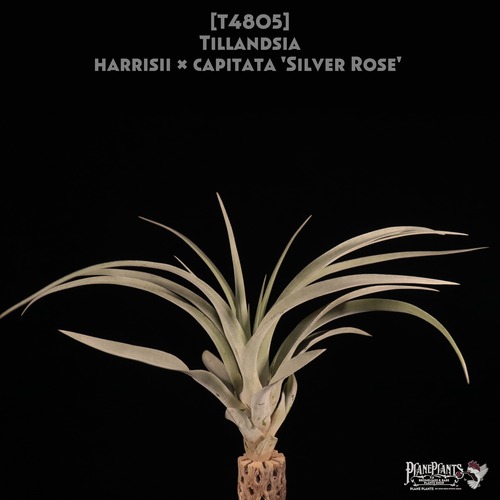 【reserved】harrisii × capitata 'Silver Rose' 〔エアプランツ〕現品発送T4805