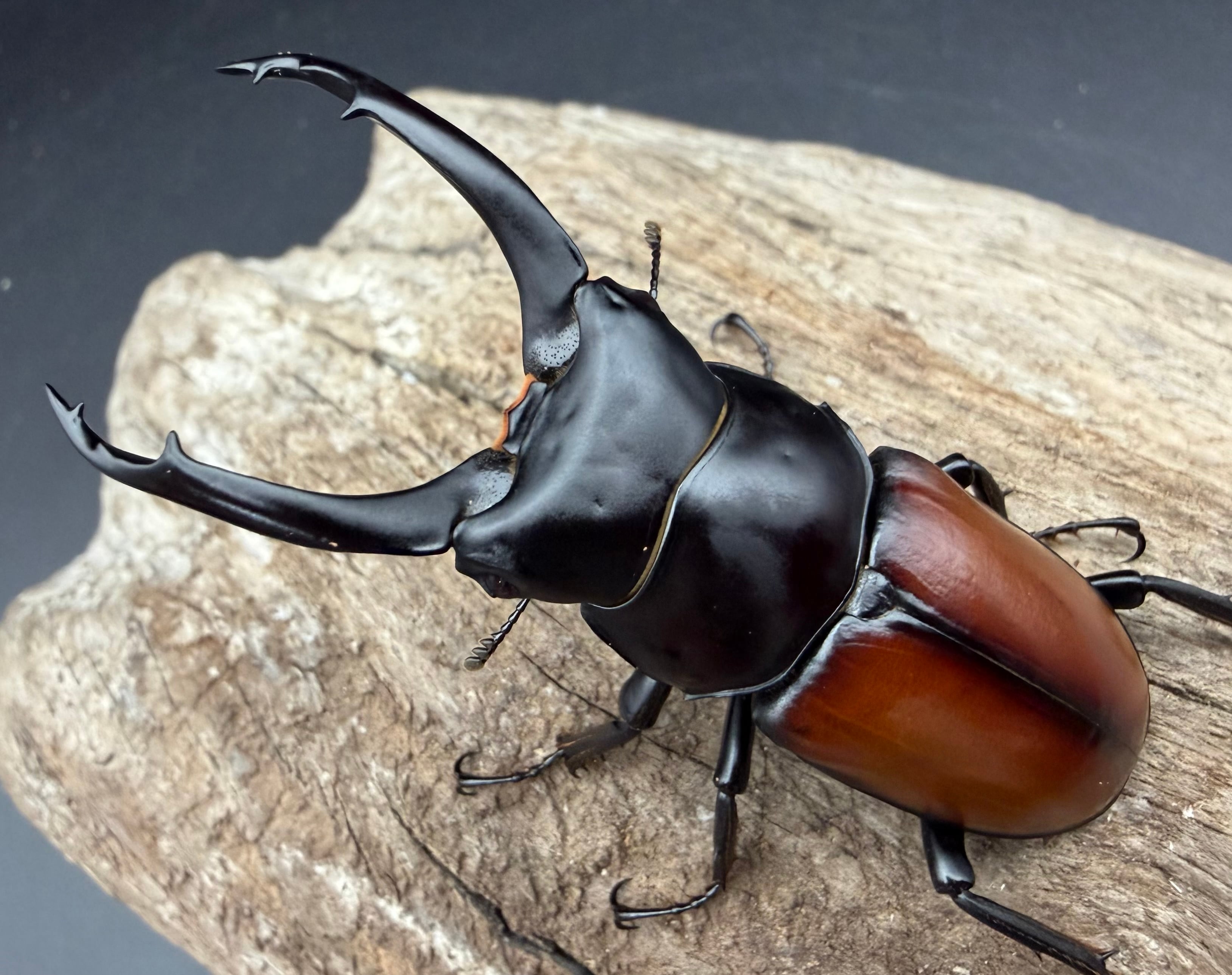 コクワガタの仲間 | KPW公式オンラインショップ