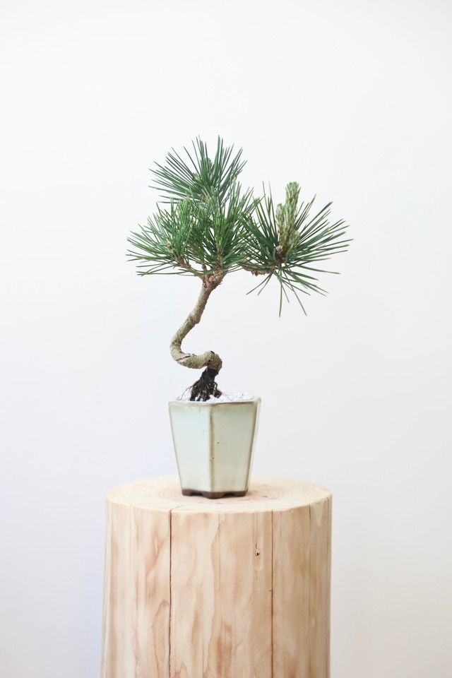 黒松 盆栽/Japanese black pine bonsai 　※陶器鉢付き
