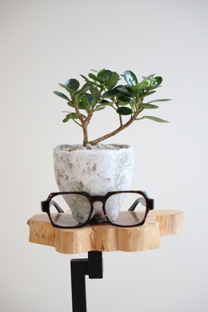 【S】パンダガジュマル/Ficus microcarpa Panda　※陶器鉢付き