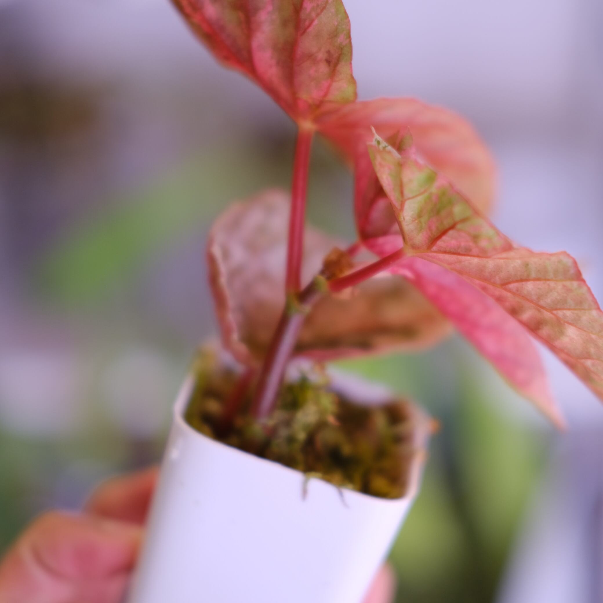 Begonia Snow Capped Variegata③｜ベゴニア スノーキャップド 斑入り