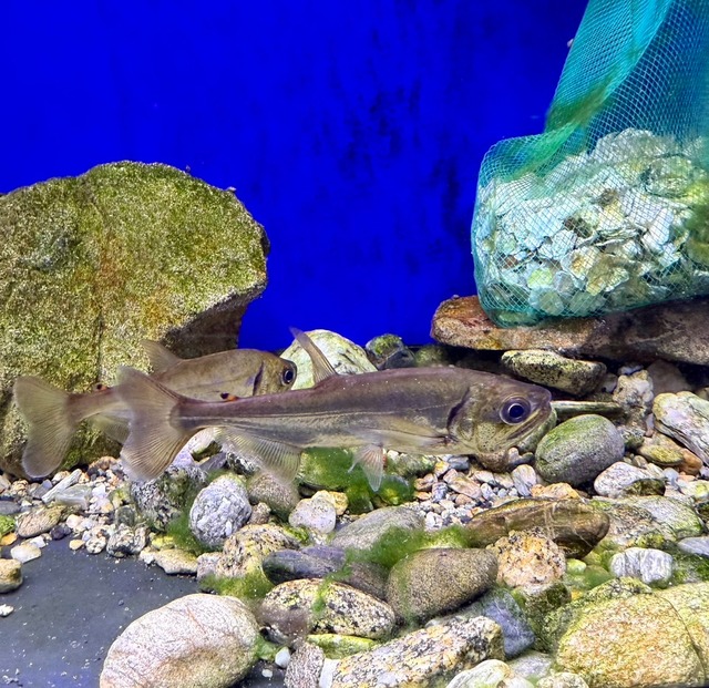 WILDアルマータス・カショーロ