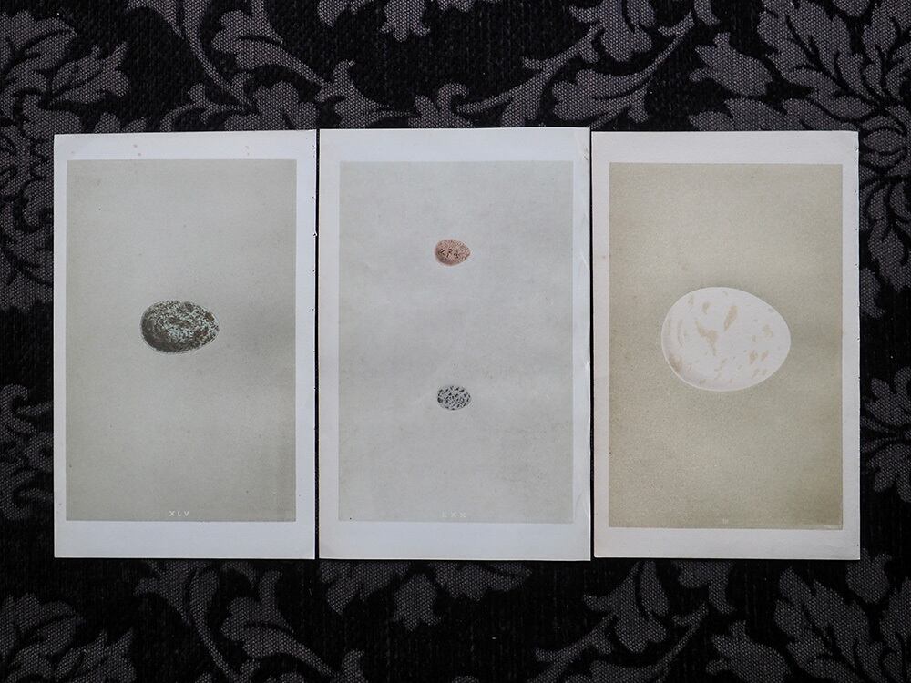 Arts&science アンティーク　鉄コンテナ　蚤の市 Flea market🇯🇵】Antique lovers must see! Let's get some eye