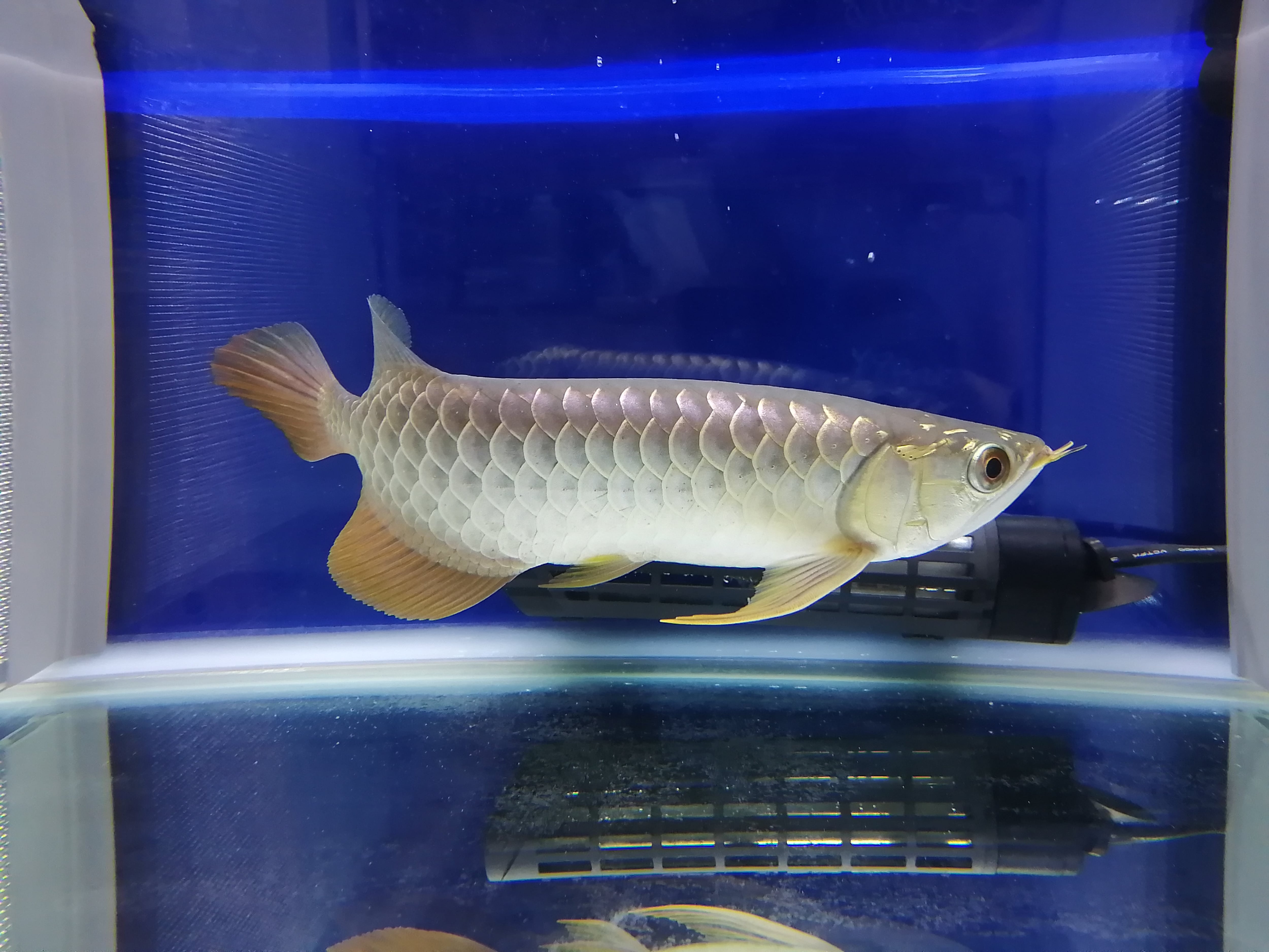 美個体 過背金龍 シンガポール 証明書付き アロワナ 過背金龍