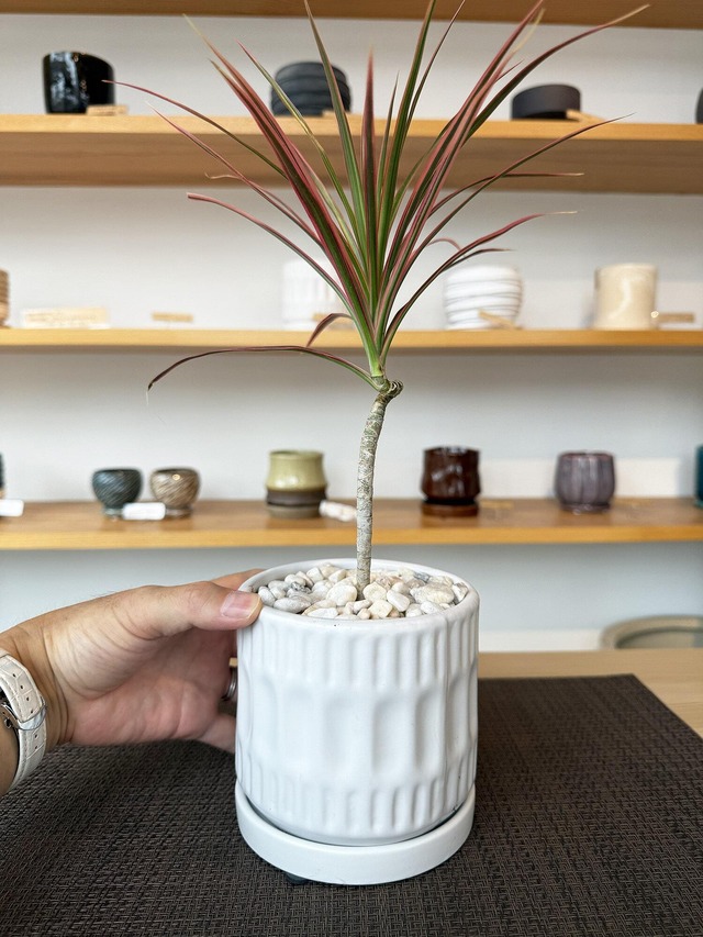 コンシンネ（曲がり）