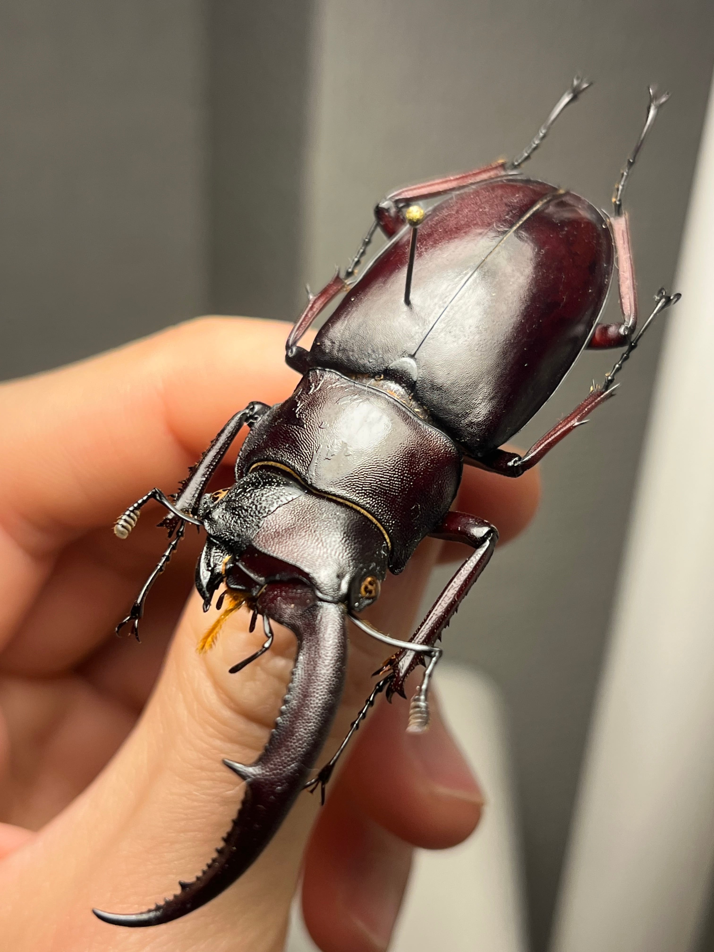 雌雄同体】マンディブラリスフタマタクワガタ Hexarthrius