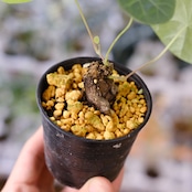 Stephania kaweesakii / ステファニア カウィーサキー㉓/ 観葉植物