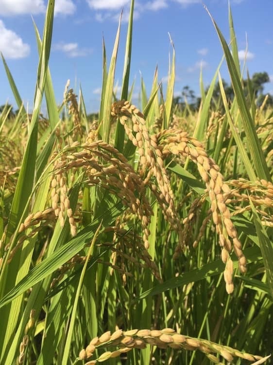 新米！令和7年産 玄米4Kg 淡路島産 農薬不使用 化学肥料不使用 (税込