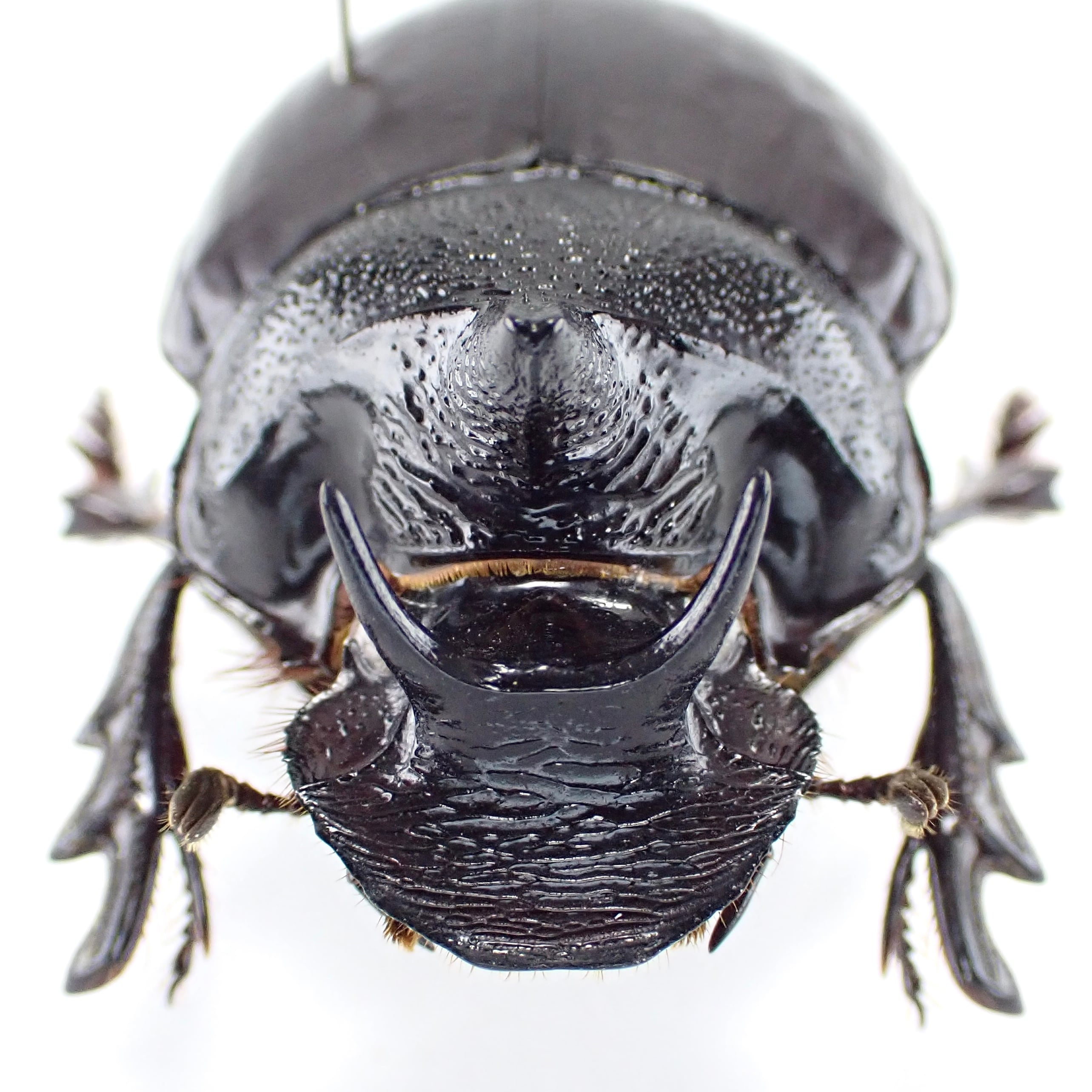 昭和時代ウンテンジ昆虫標本 緩やかな弧を描くガラスカバーに包まれた 時代物 中国産 Synapsis davidis 1ex 34mm | 昆虫標本 Diggers & Rollers