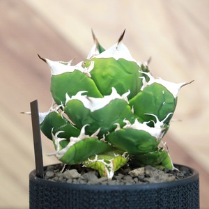Agave titanota SAD (South Africa Diamond) アガベ チタノタ / 中株(3.5号鉢)/Lot.001