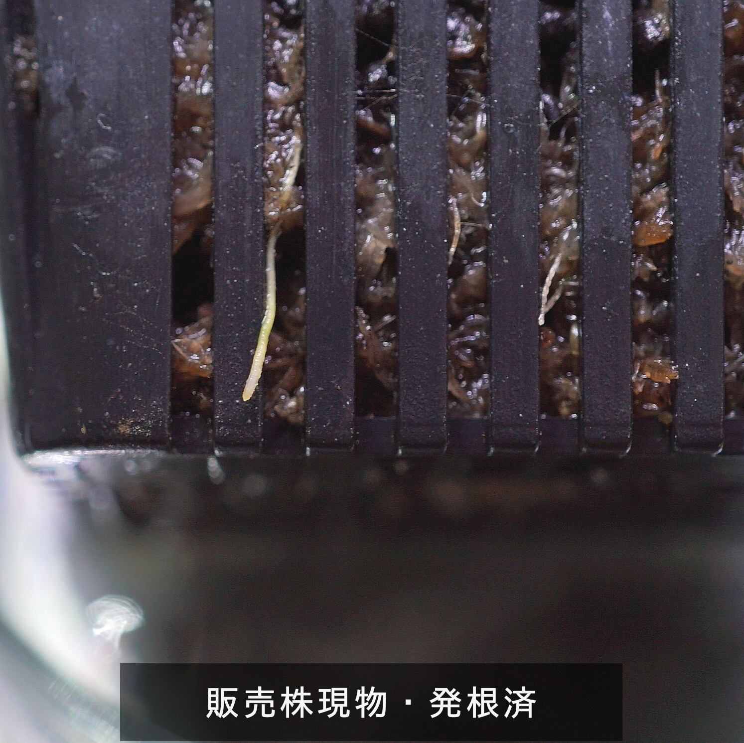 ホマロメナsp.“濡烏” Homalomena【LA0518-02】No-003 | ブルーゲッコー