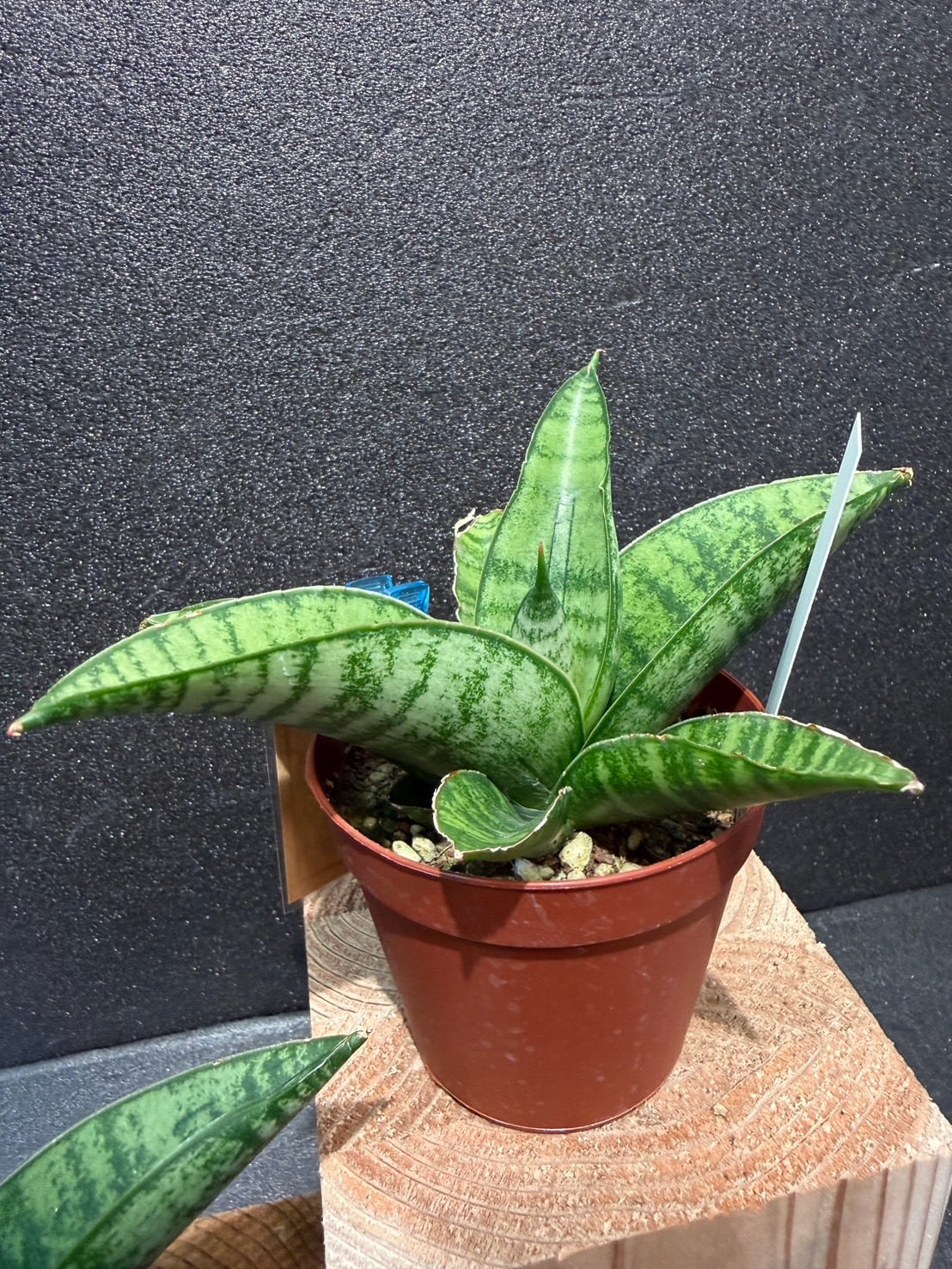 サンセベリア・インディ 2.5号 | 観葉植物と雑貨のお店 VIVAGREEN